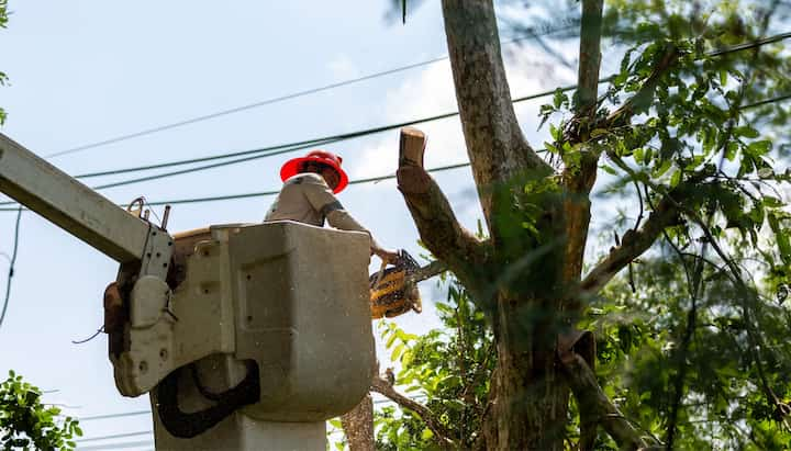 Tree care and maintenance services in Lansing