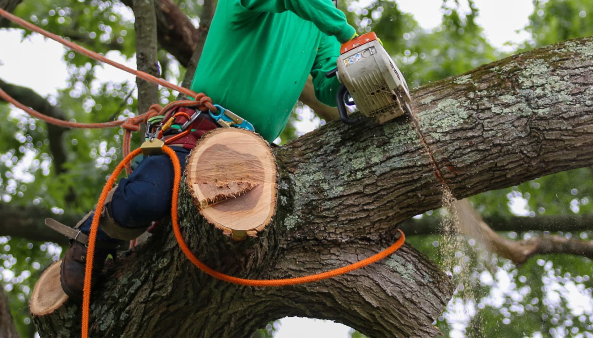 Shed your worries away with best tree removal in Lansing