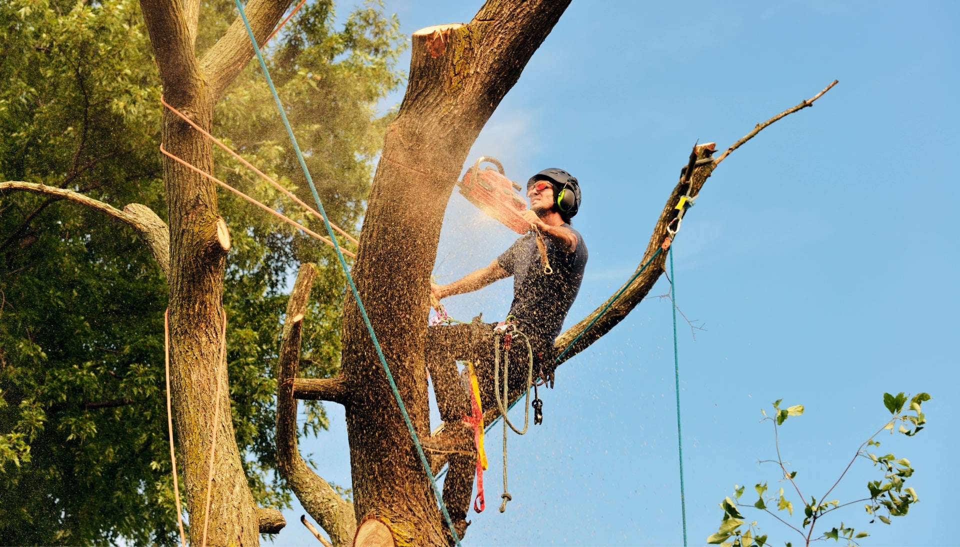 Get rid of tree problems with the expert tree removal contractors in Lansing