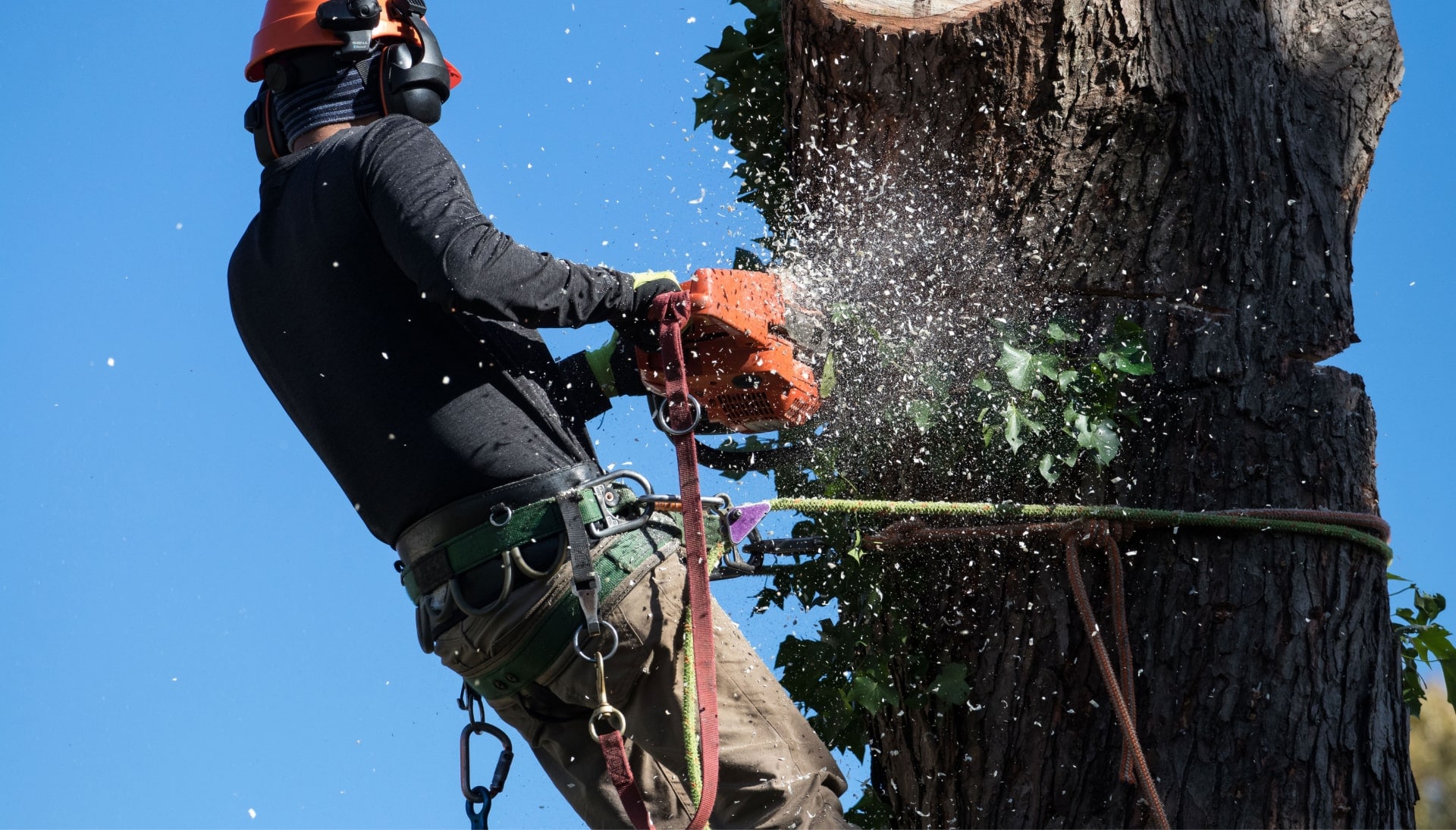 Professional Tree removal solutions in Lansing