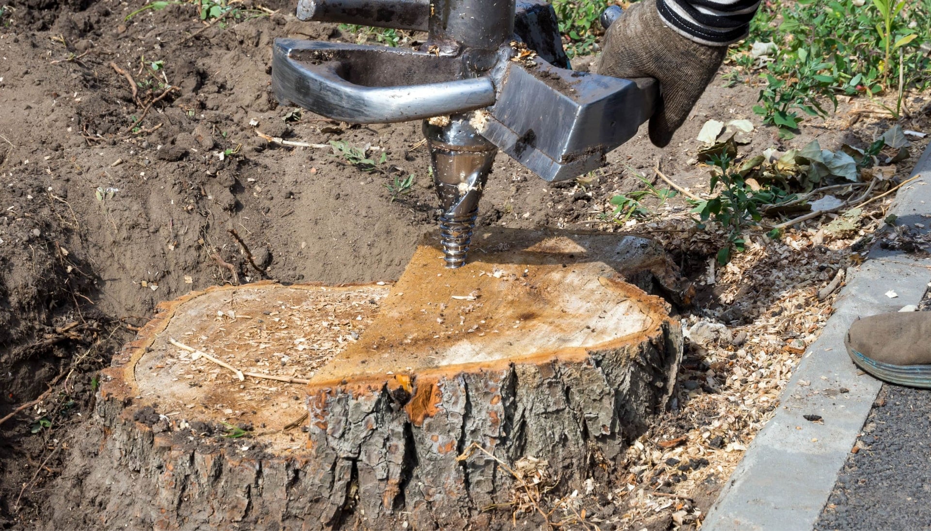 Lansing Tree stump removal